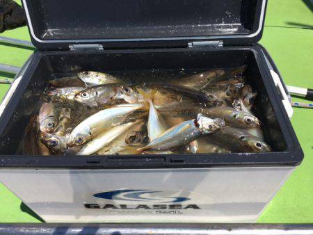 深川 吉野屋 釣果