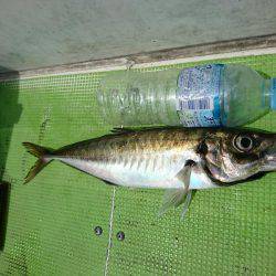 深川 吉野屋 釣果