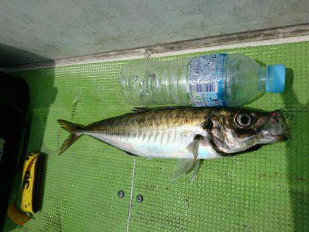 深川 吉野屋 釣果