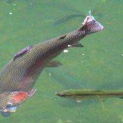 小菅トラウトガーデン 釣果