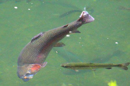 小菅トラウトガーデン 釣果