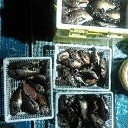 フィッシングガイド りょう 釣果