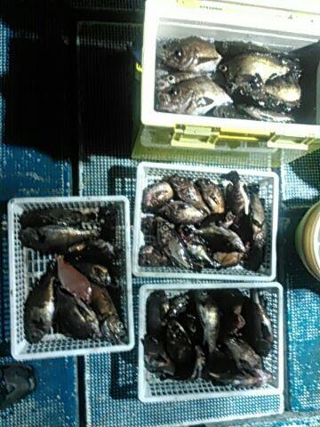 フィッシングガイド りょう 釣果