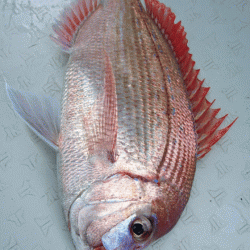 遊漁船ブルーウッズ 釣果