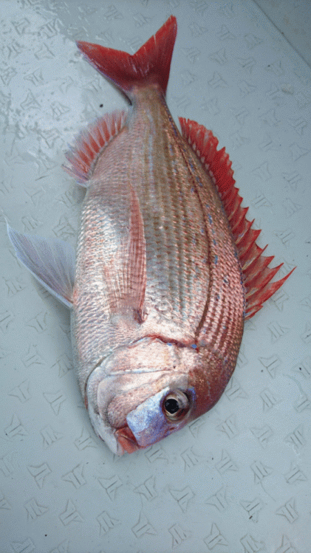 遊漁船ブルーウッズ 釣果