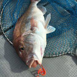 さんさん丸 釣果