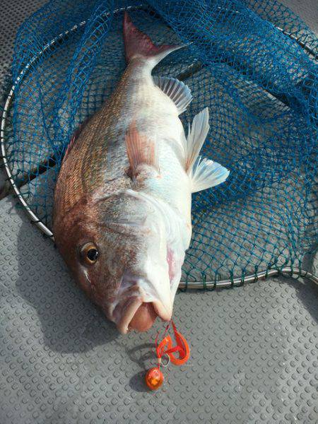 さんさん丸 釣果