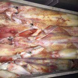 幸風（さちかぜ） 釣果