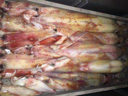 幸風（さちかぜ） 釣果