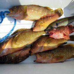 大進丸(新潟) 釣果