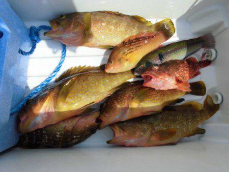 大進丸(新潟) 釣果