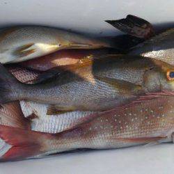 遊漁船 新鋭丸 釣果