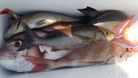 遊漁船 新鋭丸 釣果