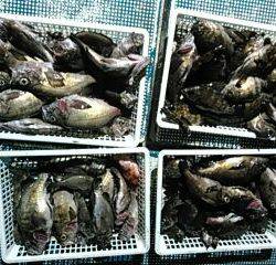 フィッシングガイド りょう 釣果