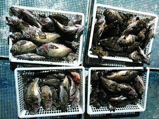 フィッシングガイド りょう 釣果