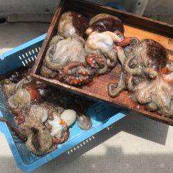 釣り船角田 釣果