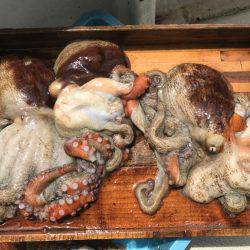 釣り船角田 釣果