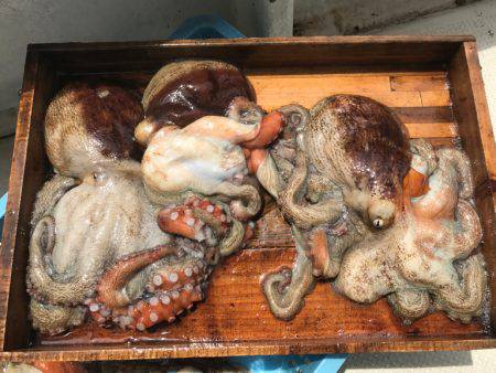 釣り船角田 釣果