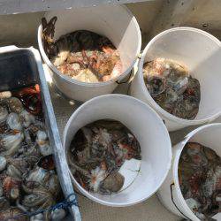 釣り船角田 釣果