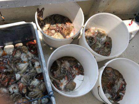 釣り船角田 釣果