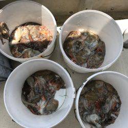 釣り船角田 釣果