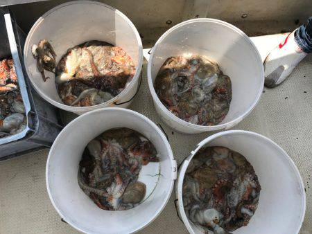 釣り船角田 釣果