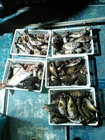 フィッシングガイド りょう 釣果