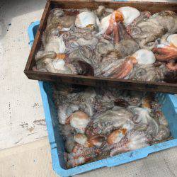 釣り船角田 釣果