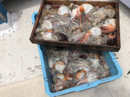 釣り船角田 釣果