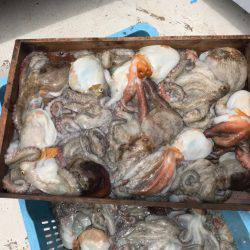 釣り船角田 釣果