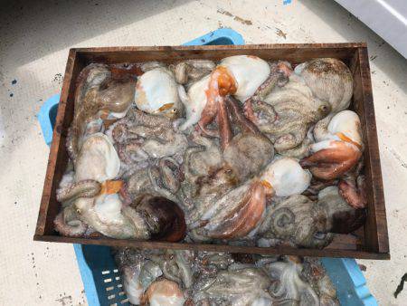 釣り船角田 釣果