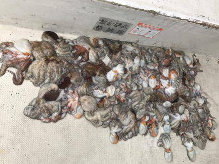 釣り船角田 釣果