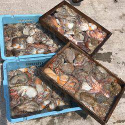 釣り船角田 釣果