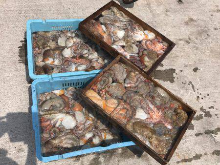 釣り船角田 釣果