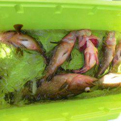 大進丸(新潟) 釣果