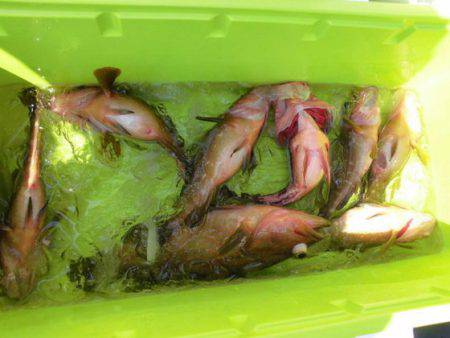 大進丸(新潟) 釣果