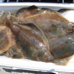 大進丸(新潟) 釣果