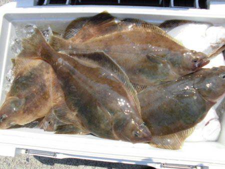 大進丸（新潟） 釣果