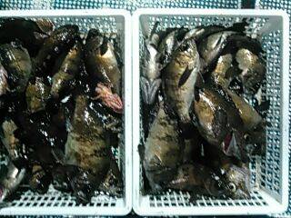 フィッシングガイド りょう 釣果