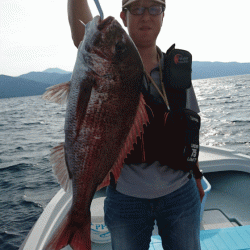 遊漁船ブルーウッズ 釣果