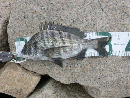 淀川に魚いました！！