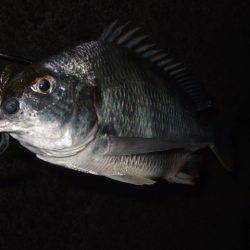 大和川でチニング