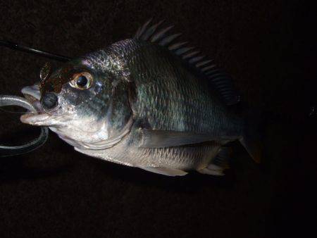 大和川でチニング