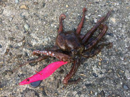 朝練オクトパッシング