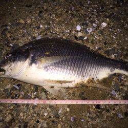 キビレ調査　ＮＯ，２９