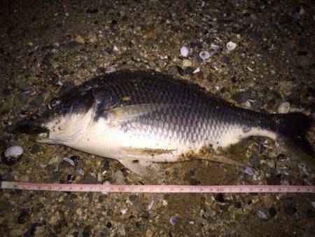 キビレ調査　ＮＯ，２９