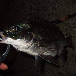 大和川でチニング