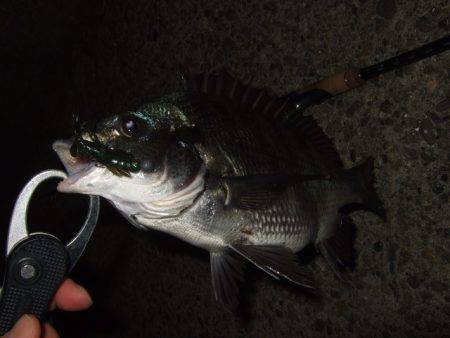 大和川でチニング