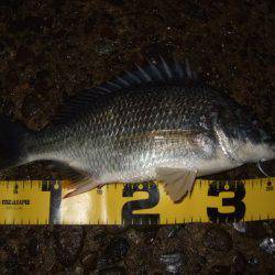 大和川でチニング