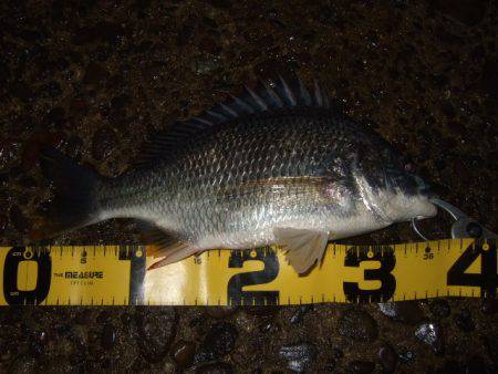 大和川でチニング